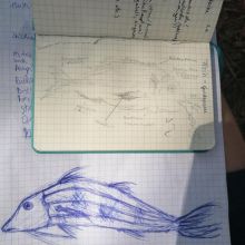 Fischzeichnung.jpg